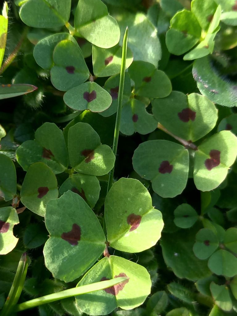 Glücklich von Kopf bis Fuß
ein Wochenende voller Glück